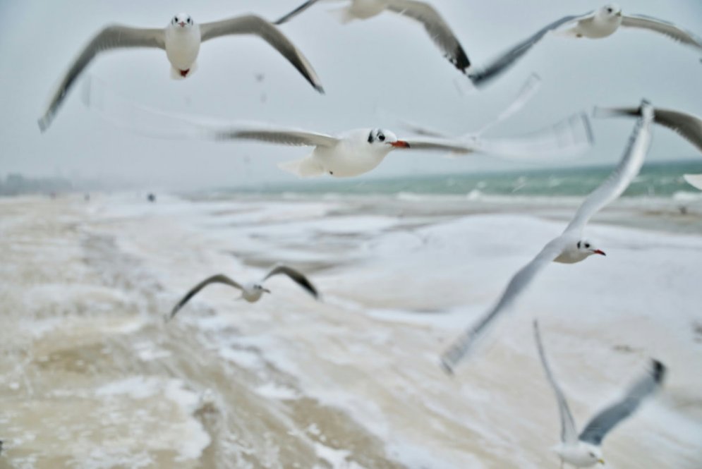 Количество птиц в стае можно посчитать по крикам