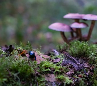 Жук-навзоник спешит по своим делам