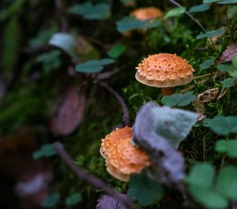 Осенние краски