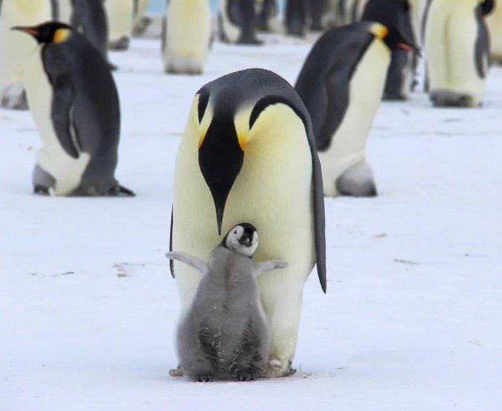 Фото: ЛЁД, Лев Синкин, Юрий Мизин, станция Мирный, 70-я РАЭ, ААНИИ / Telegram-канал Gismeteo