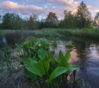 Зелёные берега небольшой речки