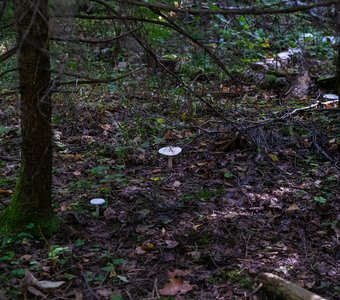 В гостях у сказки