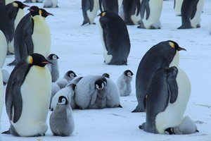 В Антарктиде открылся «детский сад» для пингвинов