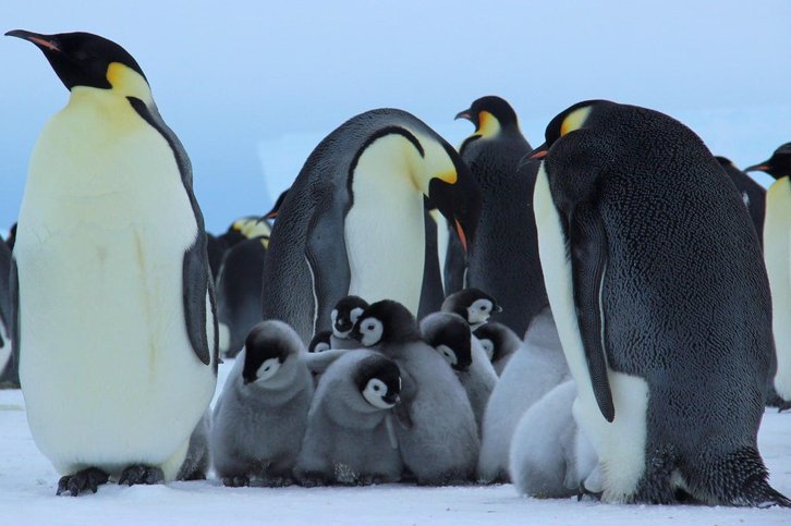 Фото: ЛЁД, Лев Синкин, Юрий Мизин, станция Мирный, 70-я РАЭ, ААНИИ / Telegram-канал Gismeteo