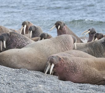 Лежбище моржей на острове Матвеев