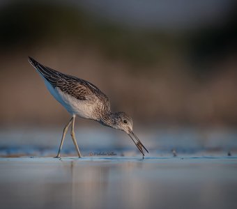 Ужин подан.