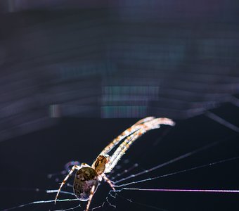 "Многорукий" пианист