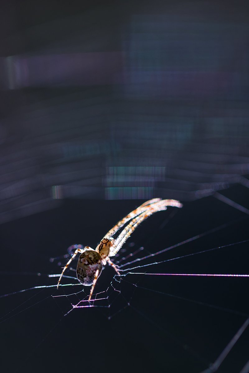 "Многорукий" пианист