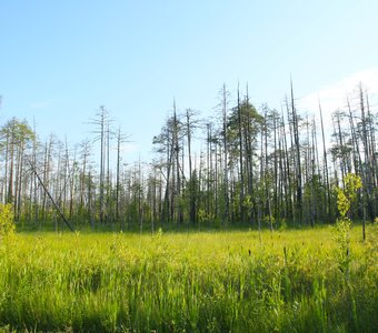 Дорога на Чердынь, Чердынские болота