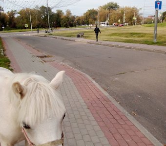 Лошадка в центре Серпухова