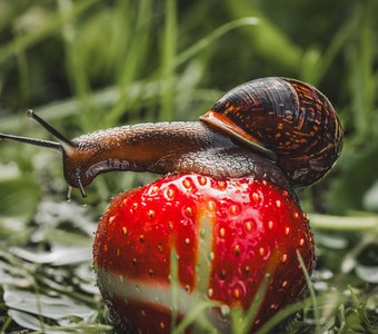 Высоко сижу, далеко гляжу!