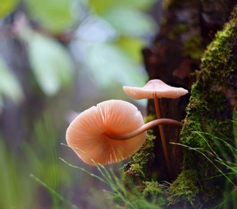 Извилистый путь к свету