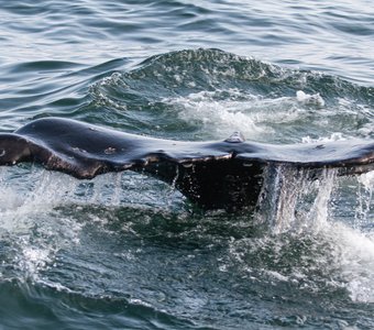 Горбатый кит