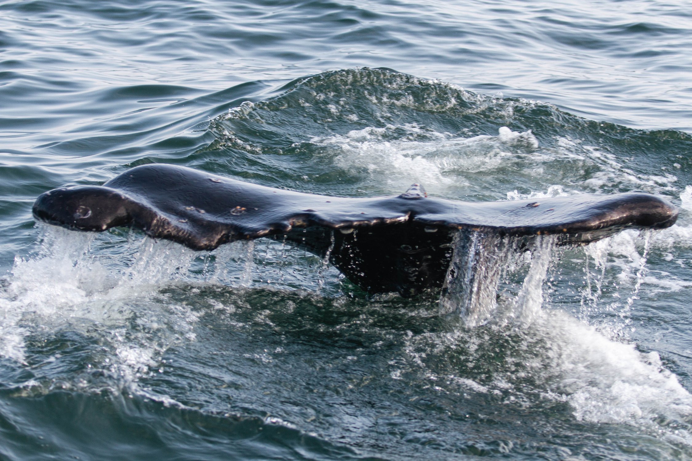 Горбатый кит