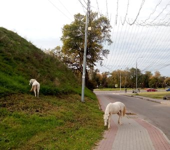 Лошади у Серпуховского Кремля