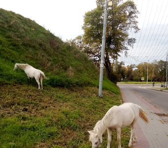 Лошади у Серпуховского Кремля