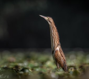 Поднять перископ!