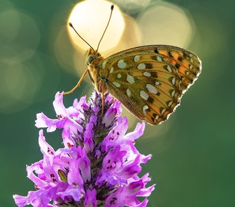 Рассветная феерия