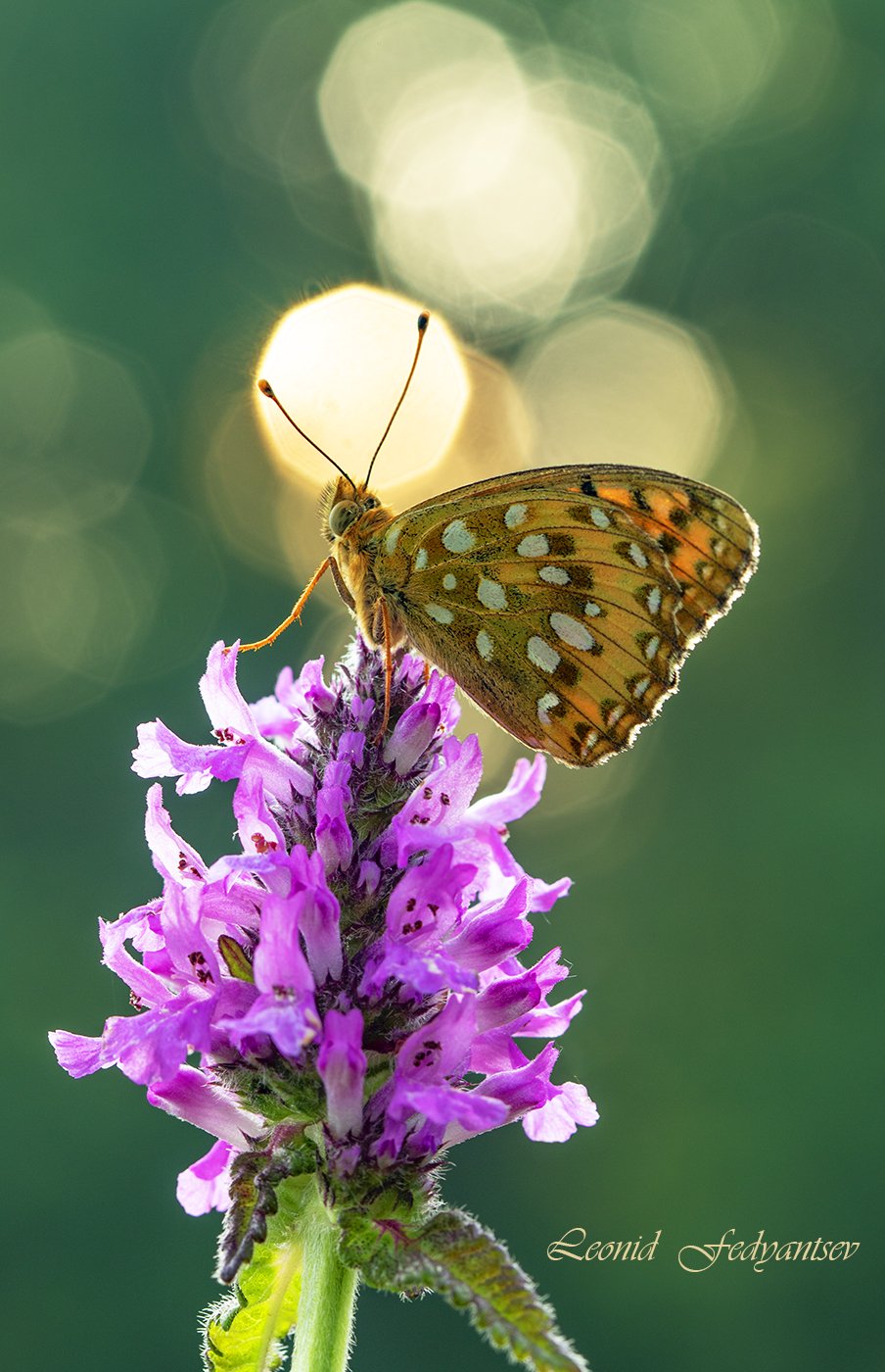 Рассветная феерия