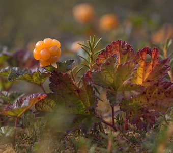 Янтарная ягодка