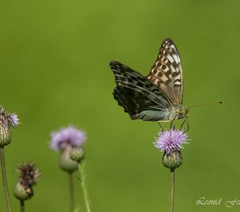 Пафия, серебристая морфа
