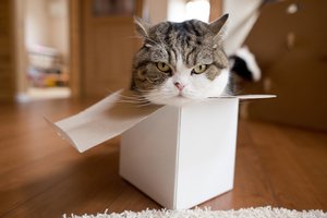 Умер кот-рекордсмен: он очень любил маленькие коробки