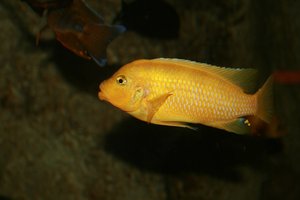 Ученые развеяли миф о короткой памяти рыбок