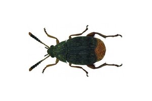 Жуки с остроконечными пенисами предпочитают секс по-быстрому