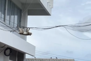 Сотня обезьян сбежала из питомника и захватила город в Таиланде