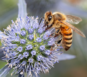 Милая труженица!