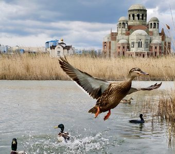 Расправь крылья