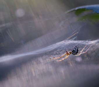 Сплетения света