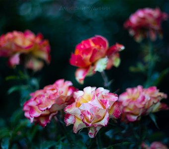 Осенние розы