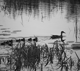 Утиные истории