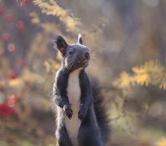 Осень-осень!