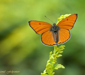 Червонец непарный