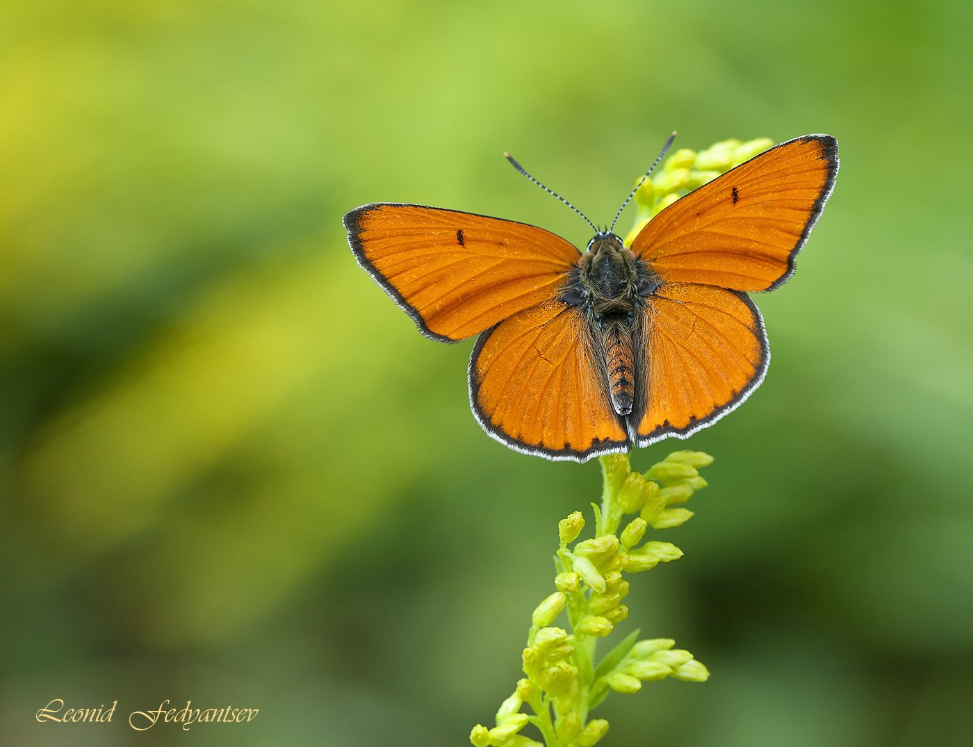 Червонец непарный