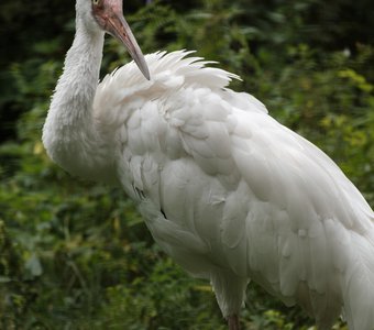 Стерх на территории Окского заповедника