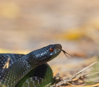 Глаз Мордора ,