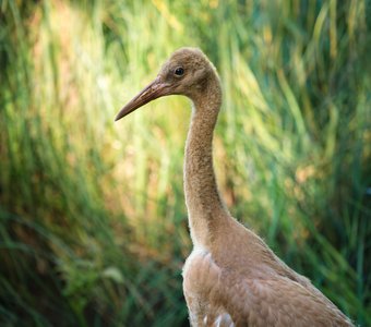 Птенец стерха