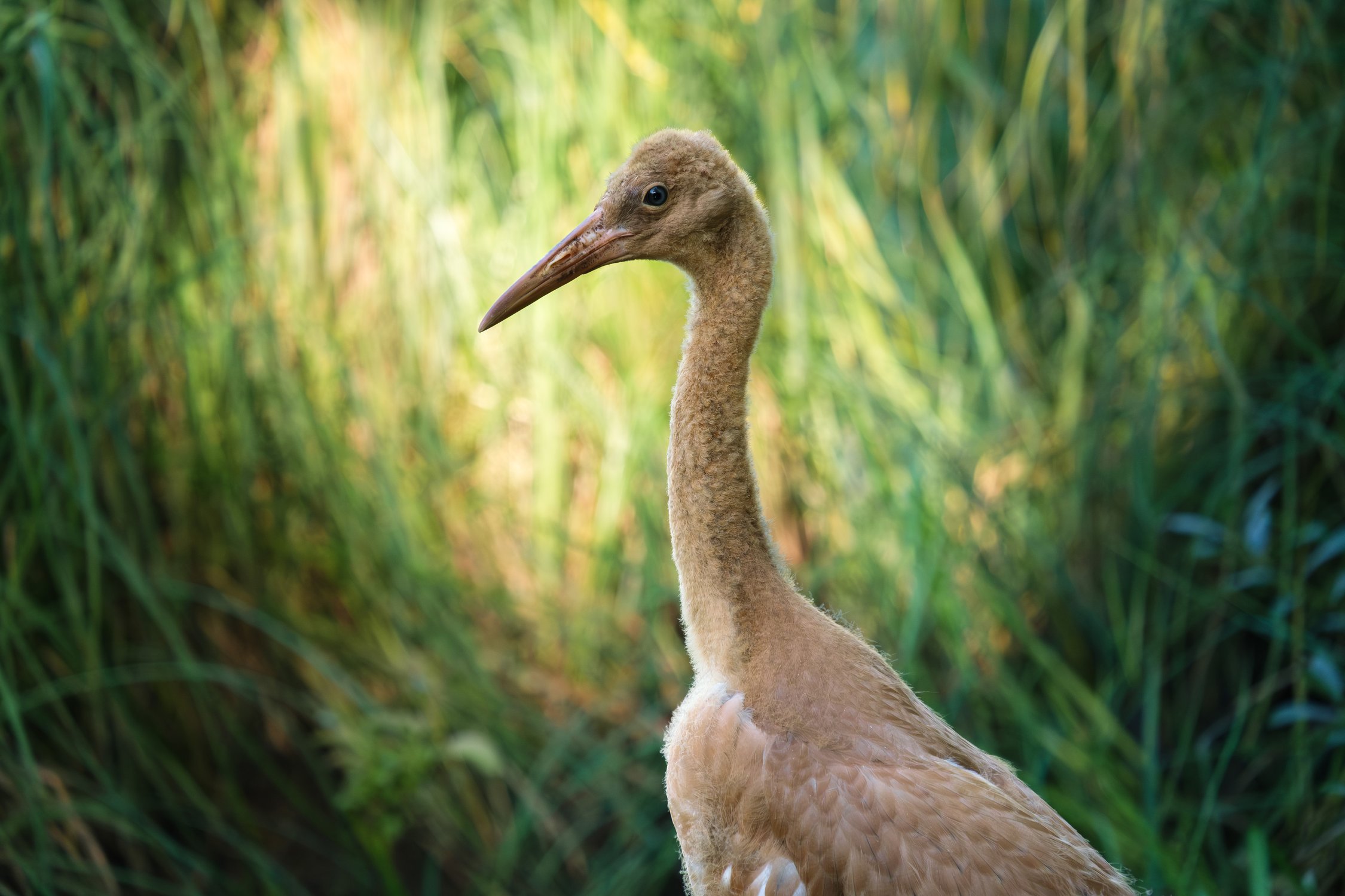 Птенец стерха