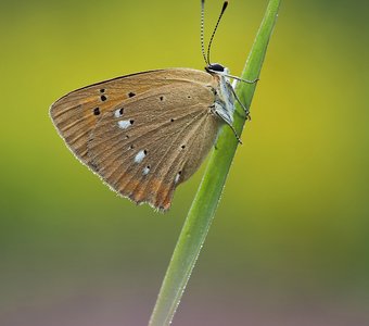 Червонец огненный