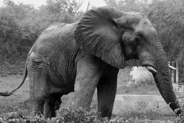 В Индии умер знаменитый слон Шанкар — он провел 25 лет в одиночестве