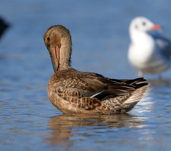 Шейная разминка: упражнение первое