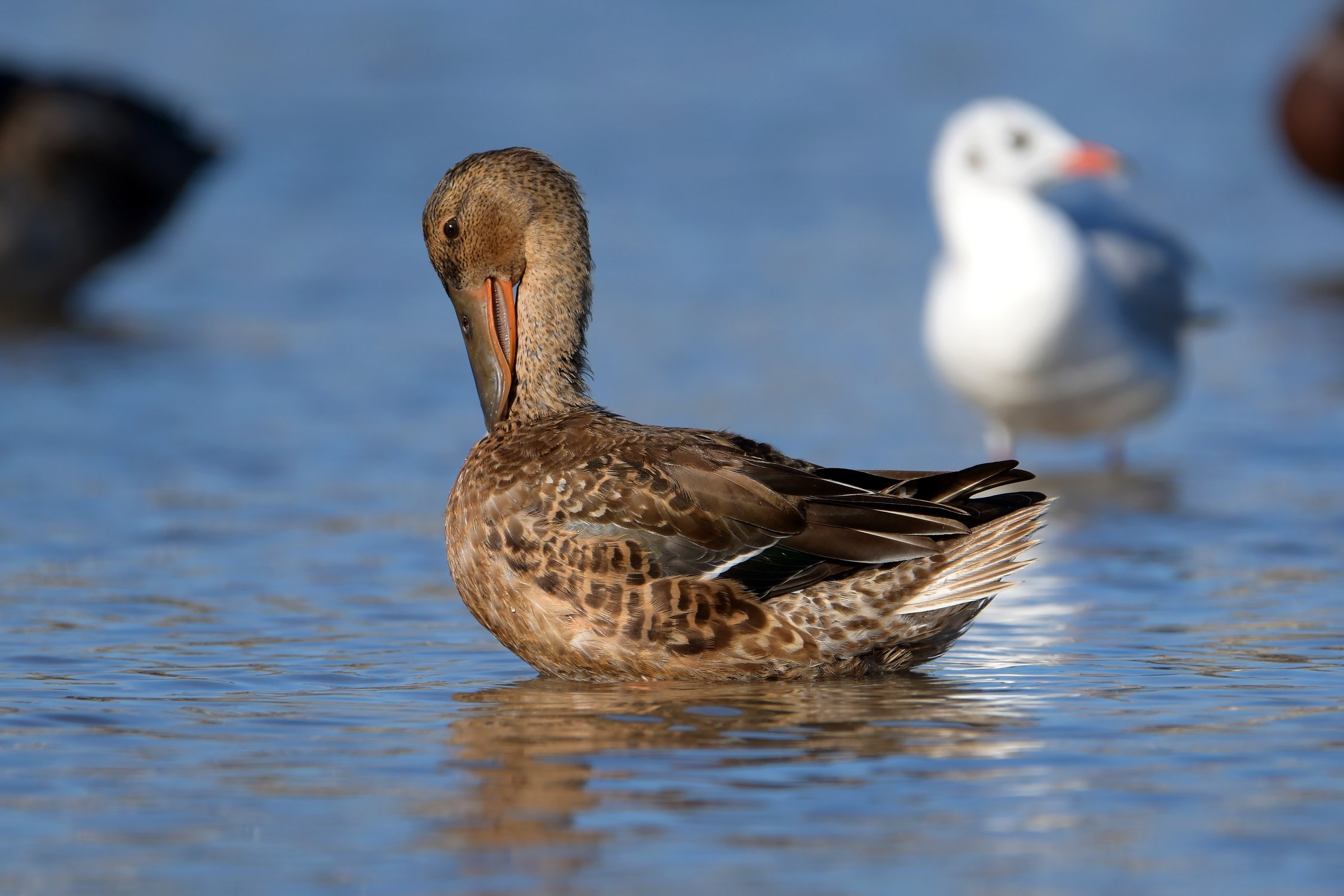Шейная разминка: упражнение первое