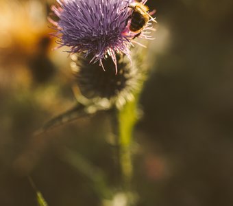 Осенние медовые работы