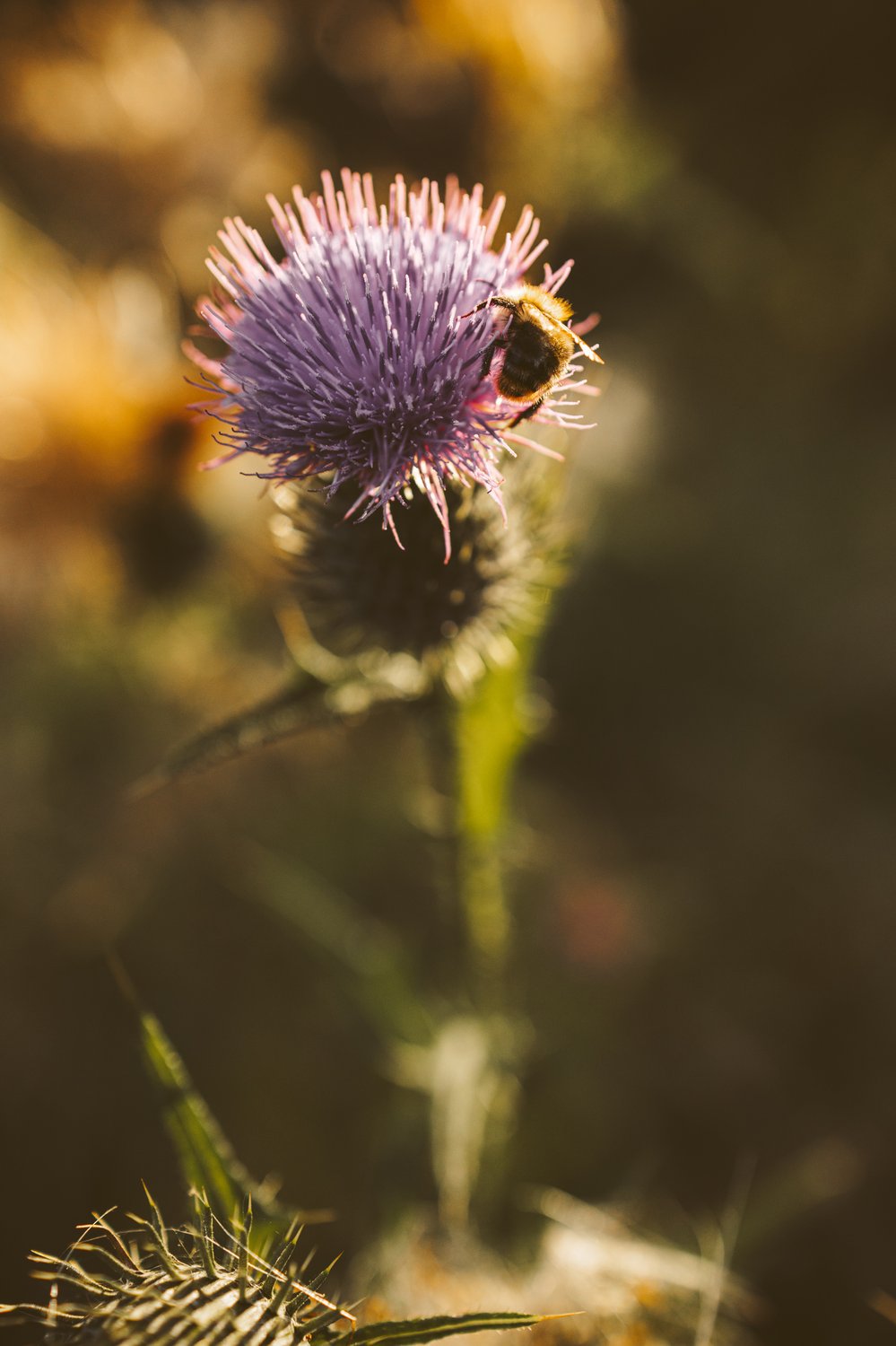 Осенние медовые работы