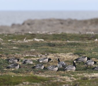 Белощёкие казарки