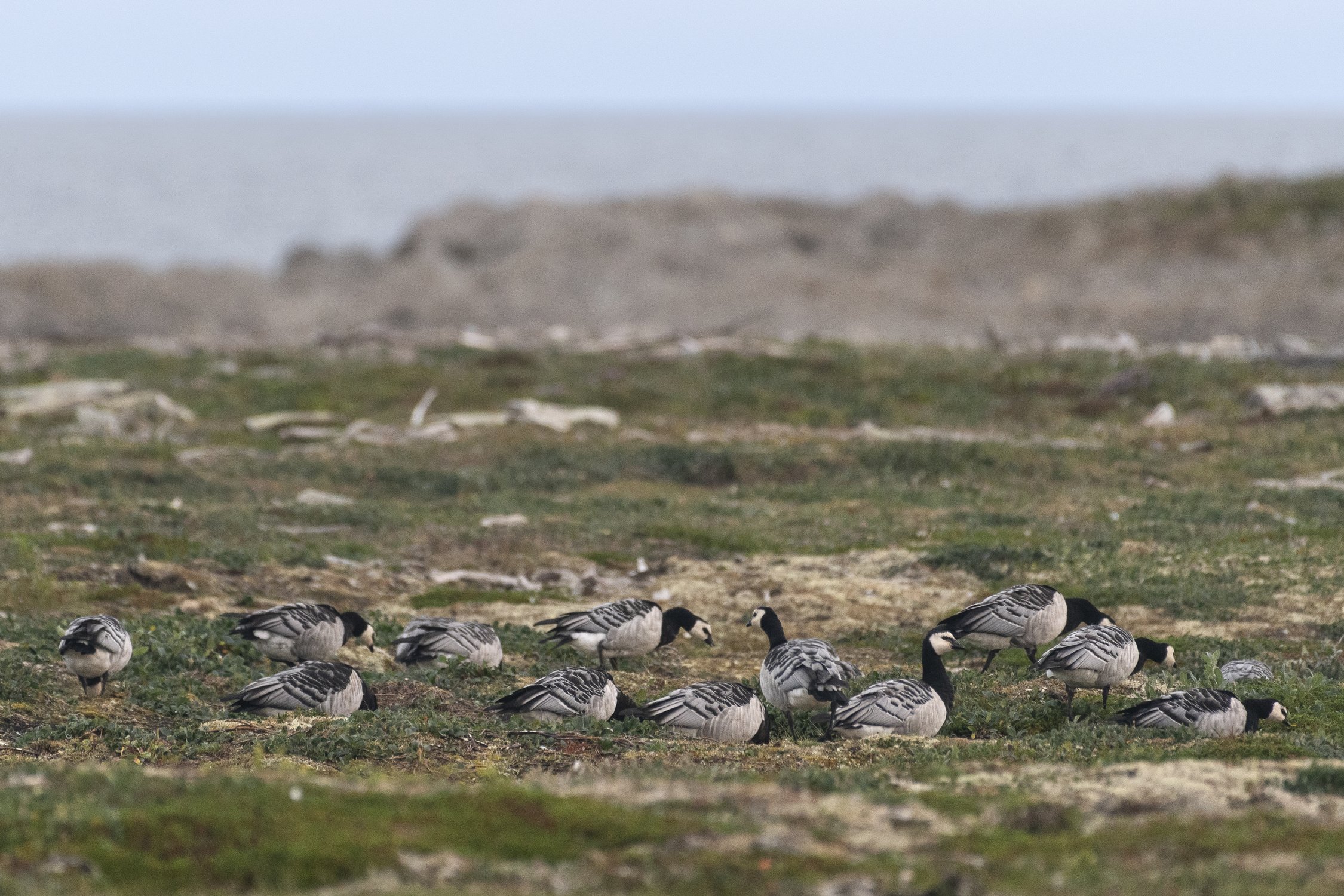 Белощёкие казарки