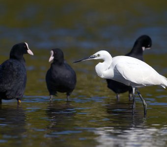 Лучик света в тёмном царстве